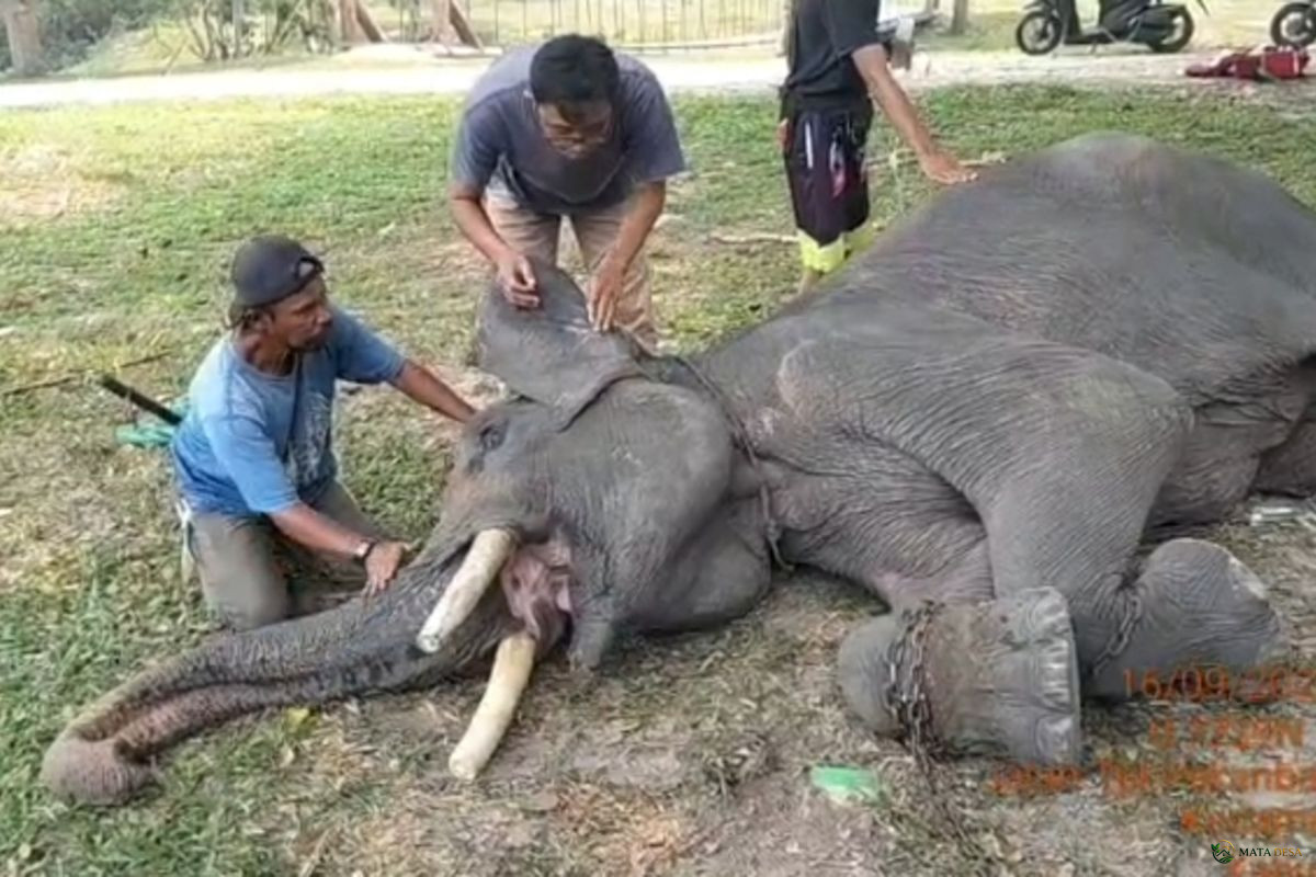 Gajah Sumatera Jinak Diego Mati Setelah Jalani Perawatan Intensif di PLG Minas